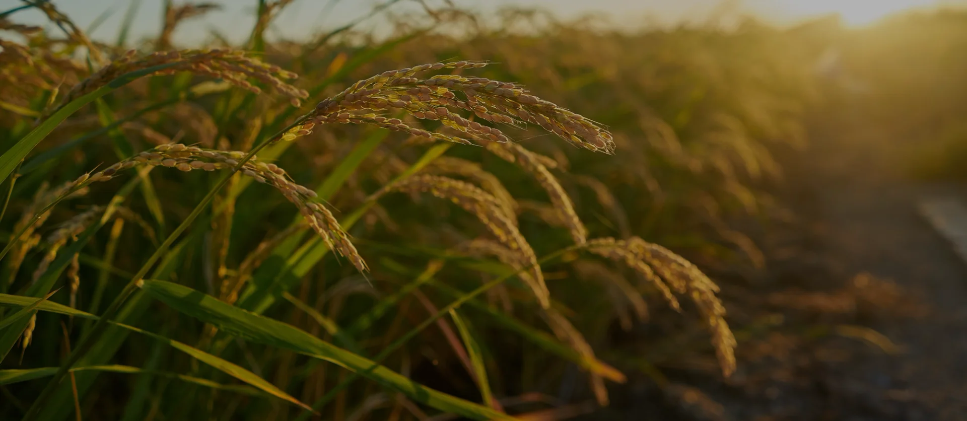 Plantação de arroz ao entardecer, com espigas maduras e douradas destacadas.